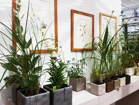 Silvana-Rava-Gardin-mostra-acquerello-botanico-2