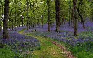 2nd-Bluebell-woods