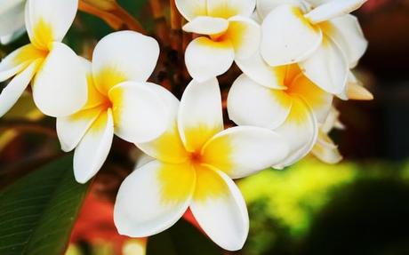 Frangipani