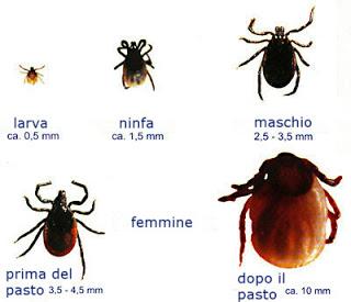 Due nemici estivi: il caldo e le zecche