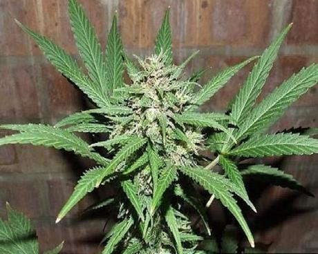 La Marijuana fa dimagrire e riduce il diabete