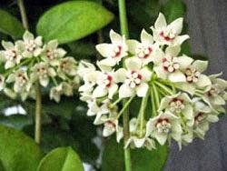 Hoya detti fiori di cera