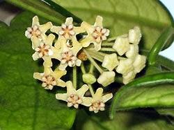 Hoya detti fiori di cera