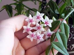 Hoya detti fiori di cera