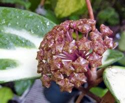 Hoya detti fiori di cera