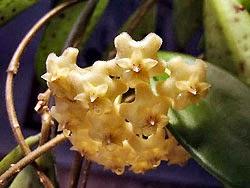 Hoya detti fiori di cera