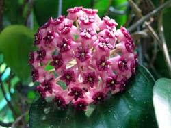 Hoya detti fiori di cera