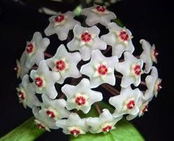 Hoya detti fiori di cera