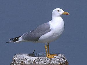 Ida Verrei: Un principe tra i rifiuti