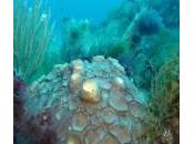 Greenpeace, immagini belle della biodiversità: oggi giornata mondiale