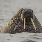 Walrus in the Polar SeaWalross im Polarmeer