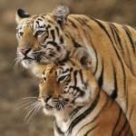 Tigers in Tadoba Reserve