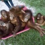 Orangutans at Borneo Orangutan Survival Foundation