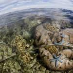 Pristine Reefs in Cenderawasih Bay