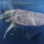 Whale Sharks in Cenderawasih Bay