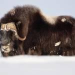 Musk OxMoschusochsen