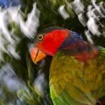 Black-capped Lory in Papua