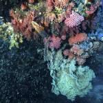 Coral Reef at Dampier Straight Raja Ampat