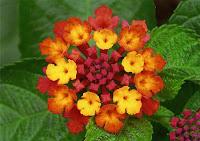 Lantana: capolini dai colori brillanti