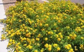 Lantana: capolini dai colori brillanti