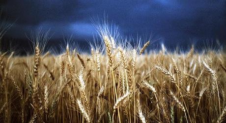 Stormy-Wheat-Fields