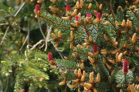 Completata la mappa del Dna… dell'albero di Natale