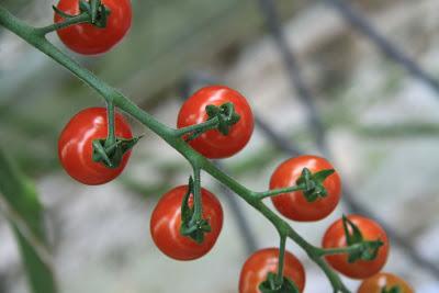 pomodori in idroponica