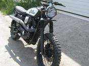 Harley Sportster "Scrambler" Devils Custom