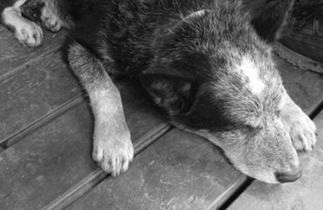 Addio Poldo, il cane più anziano d'Italia - Facciamo conoscere i nostri pelosetti anziani! Invia qui la sua fotografia