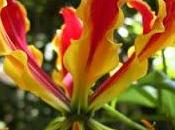 Gloriosa Superba, ovvero giglio rampicante.