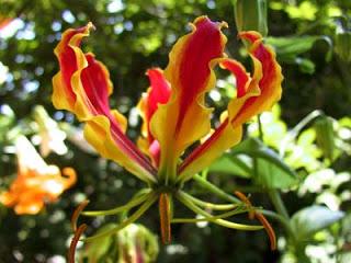 La Gloriosa Superba, ovvero il giglio rampicante.