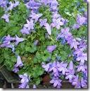 campanula