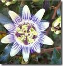 passiflora