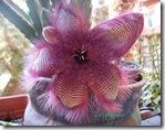 stapelia