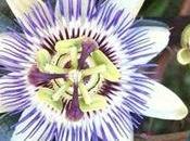 Passiflora