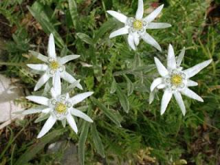 Stella alpina: coltivazione in giardino o in vaso