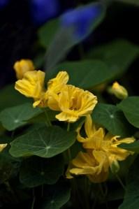 nasturtium Alan Titchmarsh Favorite 1