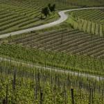 1305_Langhe060