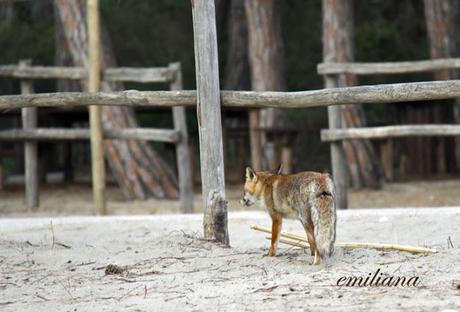 Parco naturale della Maremma - seconda parte