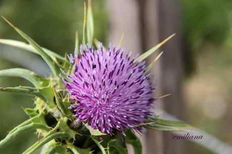 Parco naturale della Maremma - seconda parte