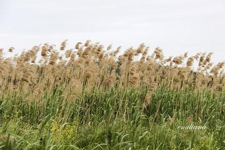 Parco naturale della Maremma - seconda parte