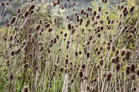 Parco naturale della Maremma - seconda parte