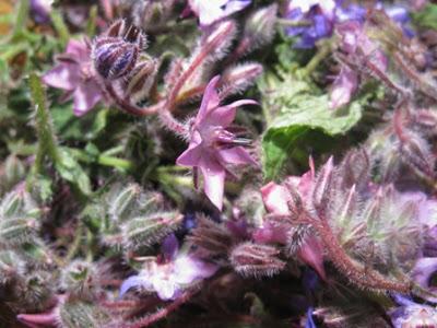 Tortino di borragini