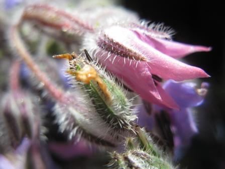 Tortino di borragini