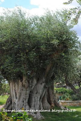 Puglia e cantine aperte