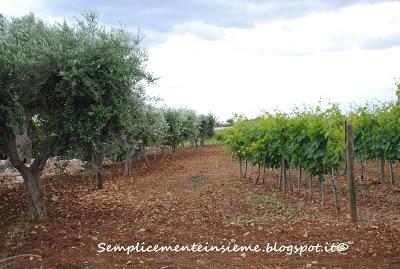 Puglia e cantine aperte