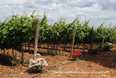 Puglia e cantine aperte