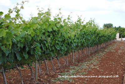 Puglia e cantine aperte