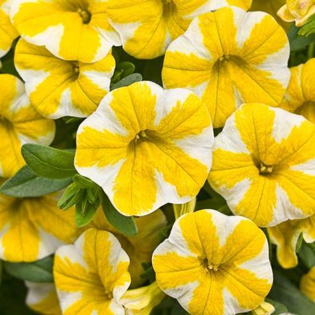 Calibrachoa-Superbells-Lemon-Slice-LG