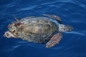 Campi estivi sull'isola di salina, studiando delfini e tartarughe marine